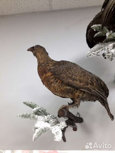 Чучело птицы