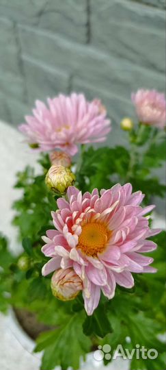 Хризантемы