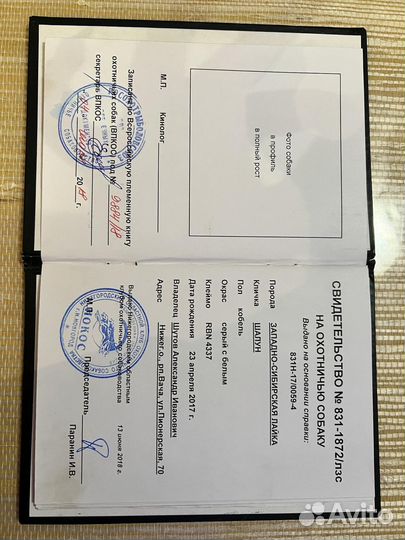 Продам щенков Западносибирской лайки