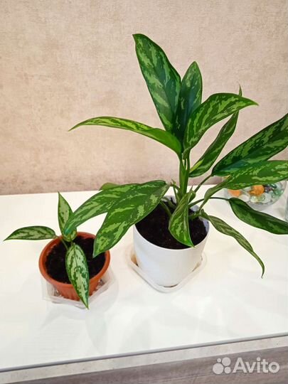 Цветы.Аглоанемы, драцены,кордилина,спацифилуммы