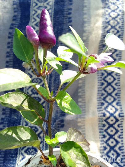 Перчик горький на подоконник