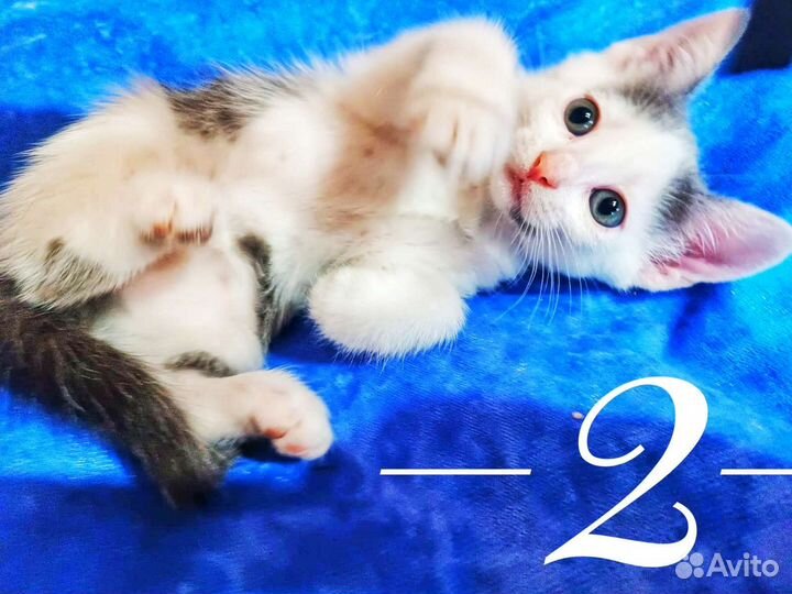 Котята в дар