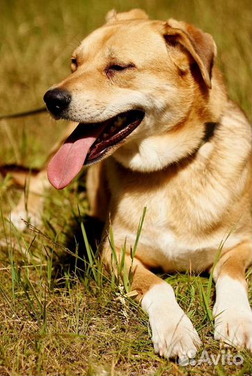 Злате нужен дом