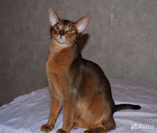 Абиссинский кот