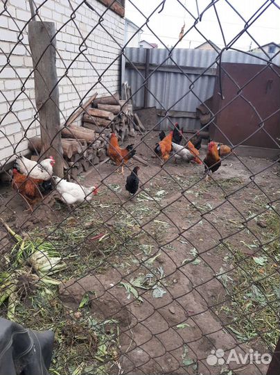 Петуха молодые