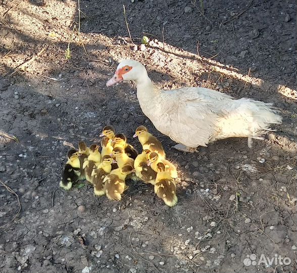 Утята