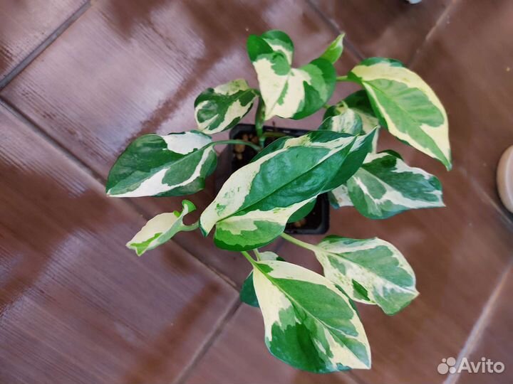 Сциндапсус Н джой