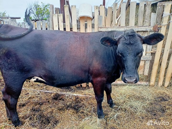 Продается стельная тёлка, цена договорная