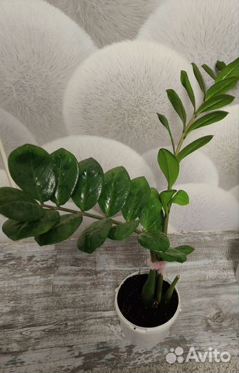 Замиокулькас