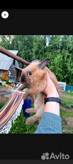 Декоративные кролики