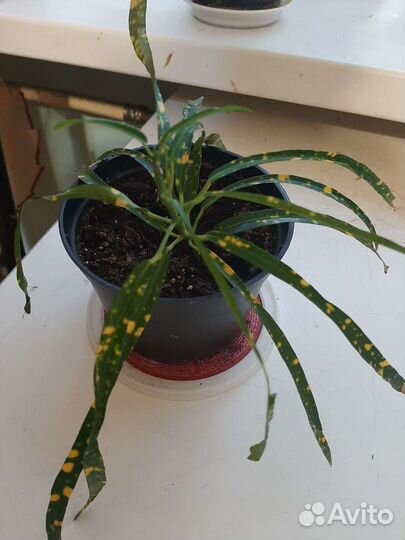 Комнатные цветы