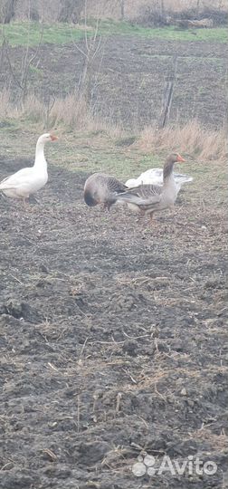 Продажа гусей.на племя и мясо