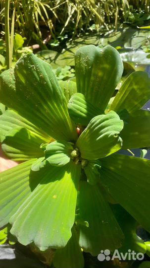 Пистия огромная бесплатно