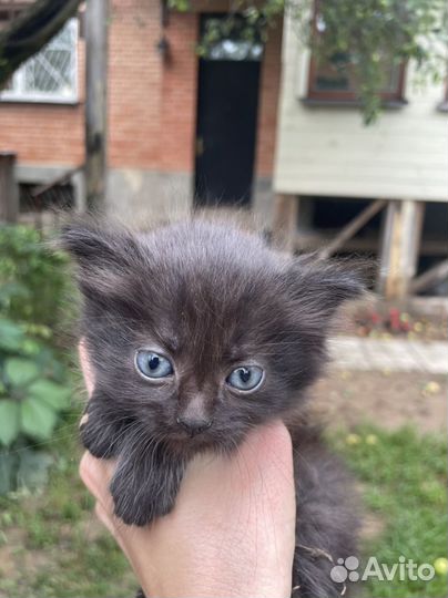 Кошка в дар