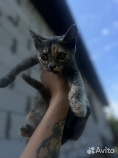 Котёнок 2 месяца