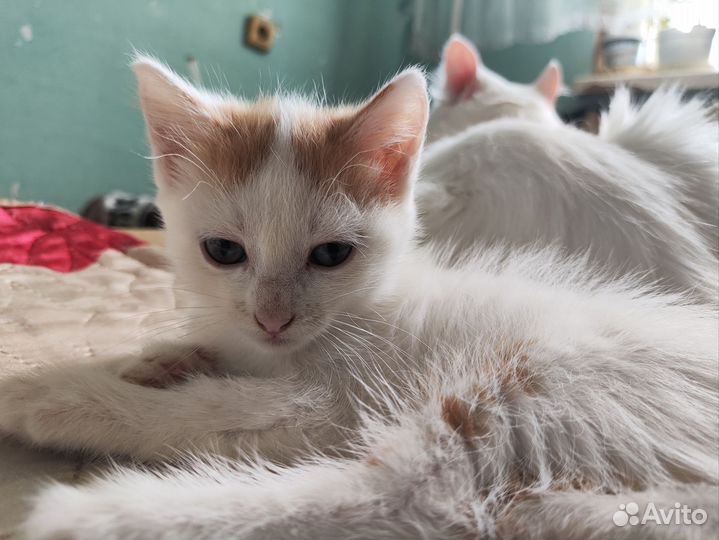 Отдам в добрые руки кошечку