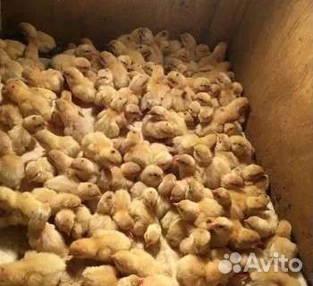 Перепелята