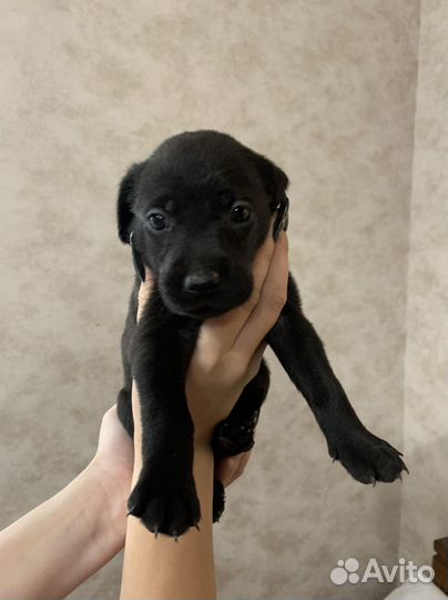 Отдам в добрые руки