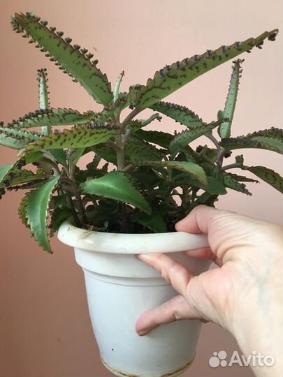 Домашнее растение - коланхое