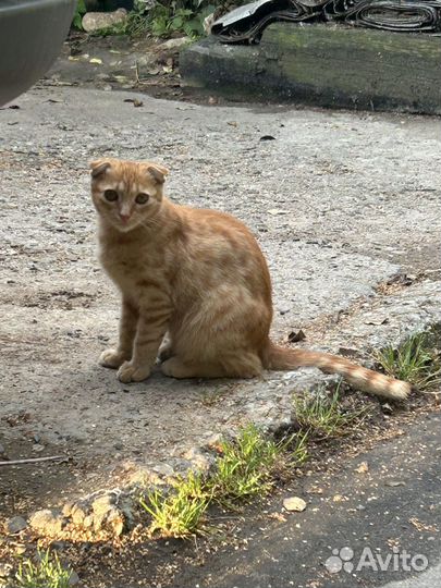 Вислоухие котята в добрые руки