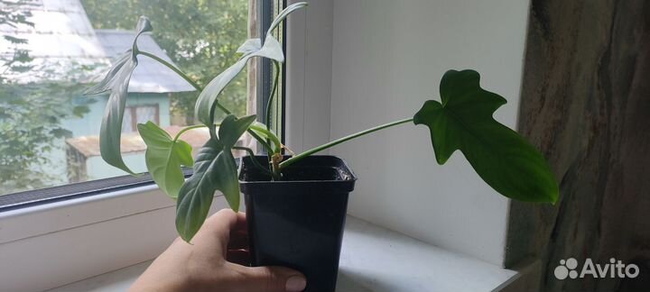 Филодендрон Florida green