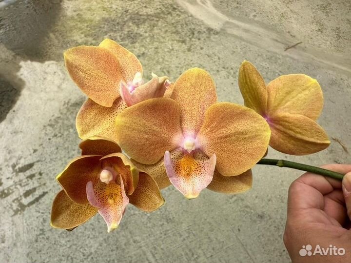 Орхидея фаленопсис биг лип подростки нецветущие