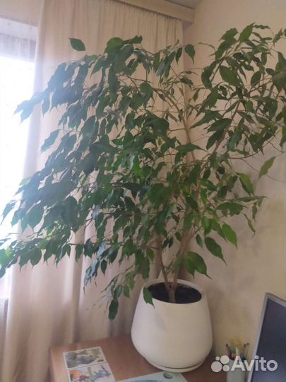 Фикус бенджамина