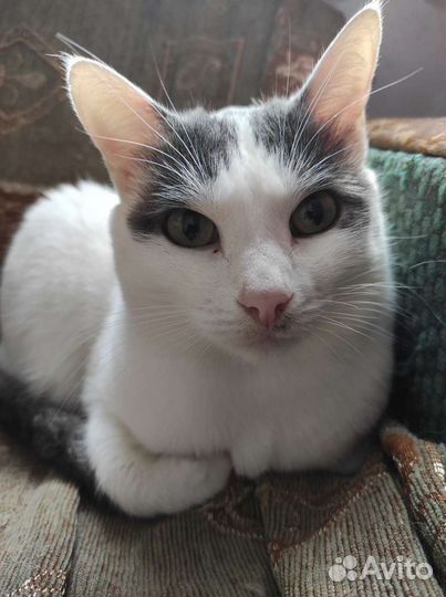 Кошка Белка