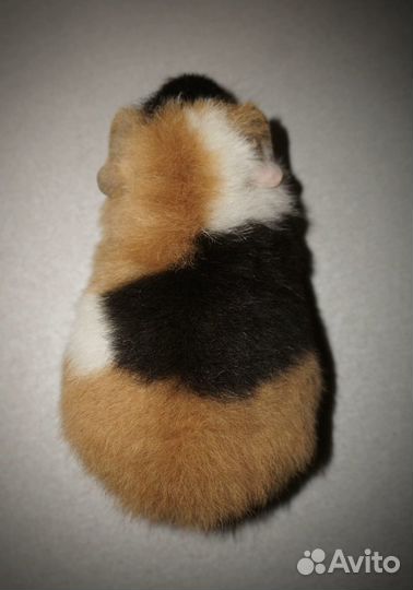 Морская свинка ам.тедди