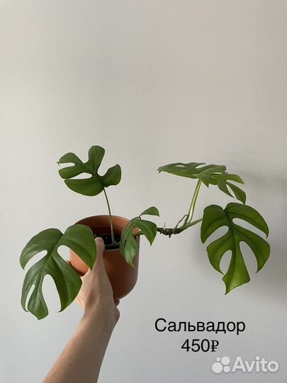 Рафидофора тетрасперма