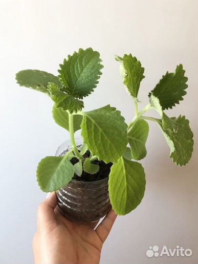 Мята домашняя