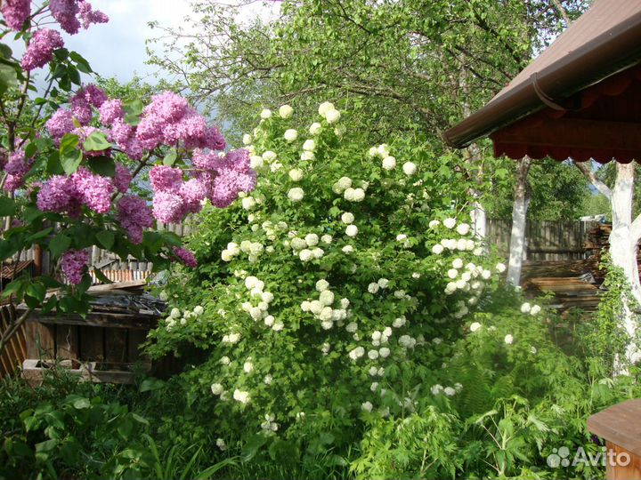 Пионы,калина Бульдонеж,сирень,крыжовник,земляника