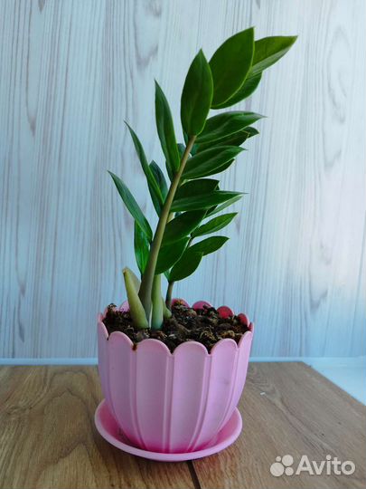 Замиокулькас