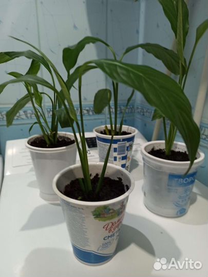 Спатифиллум