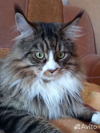 Мейн-кун вязка