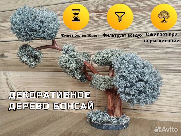 Дерево бонсай