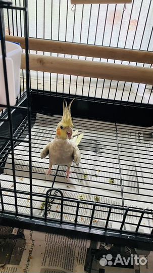 Попугай корелла