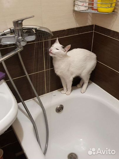 Передержка кошек, крыс и хомяков, свинок