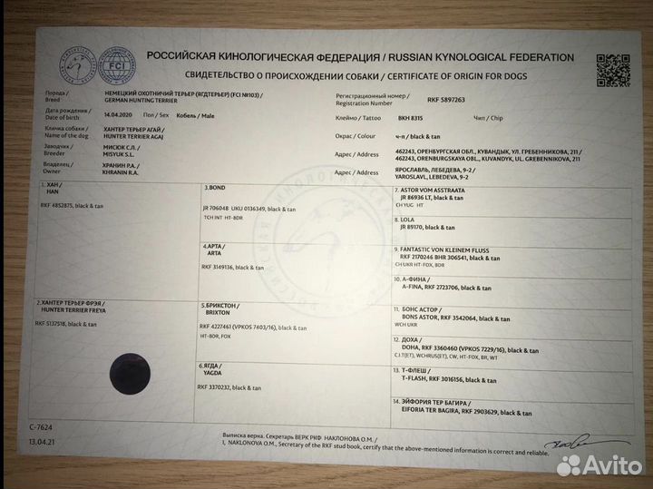 Немецкий ягдтерьер