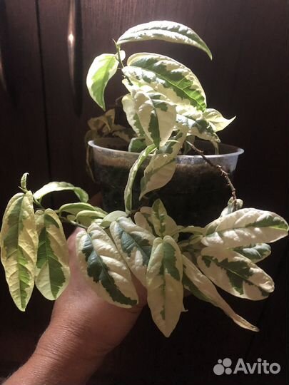 Сортовые фикусы