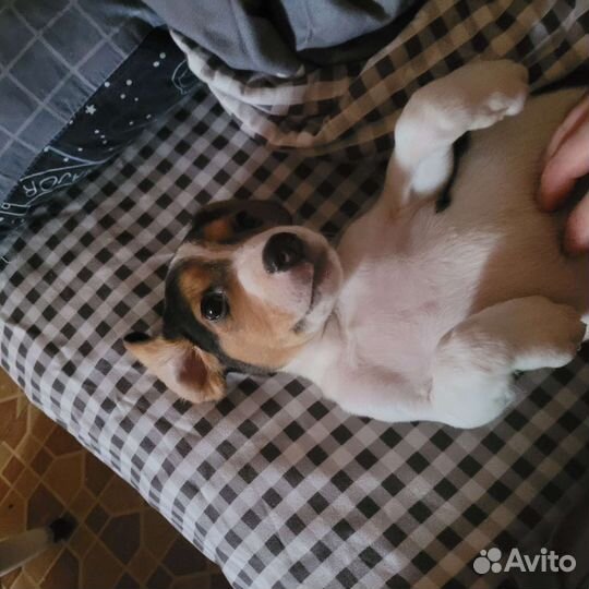 Собака в добрые руки отдам бесплатно