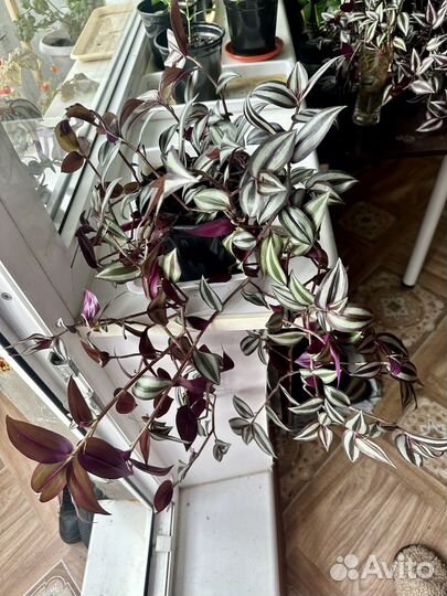 Традесканция зебрина фиолетовая