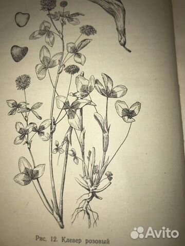 Семена клевера
