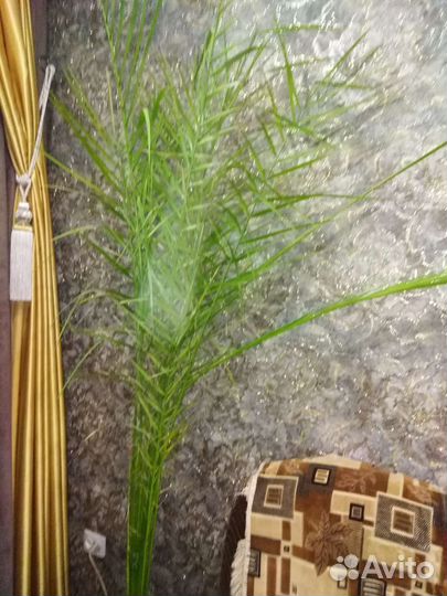 Финиковая пальма