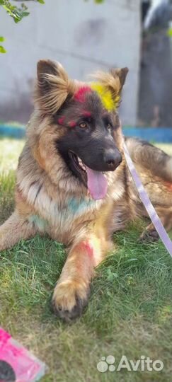 Погуляю С вашей собакой за вас