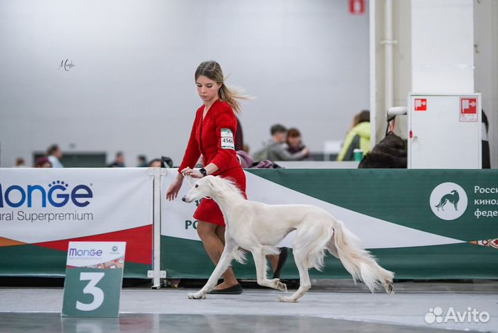 Хендлер (показ собаки на выставке)