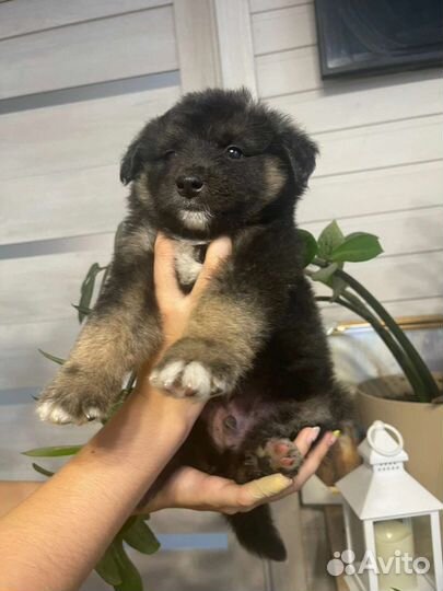 Щенок мальчик в дар