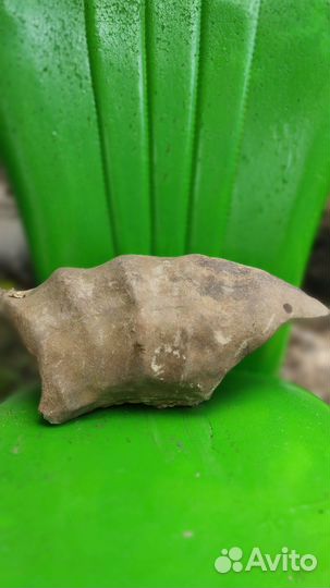 Окаменелости аммониты