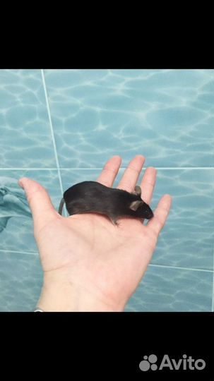 Мышатки декоративные