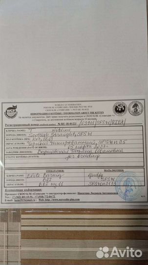 Котята британцы